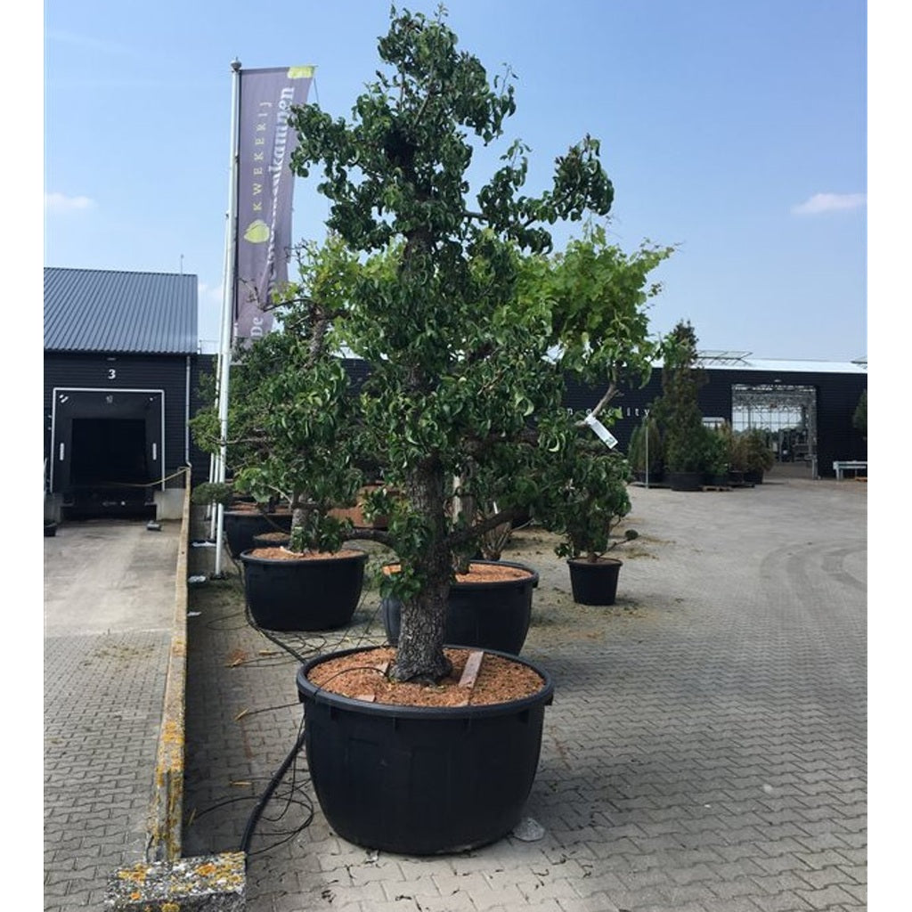 Päron – Pyrus communis 'Doyenné du Comice' - C500 Zeer oudestam